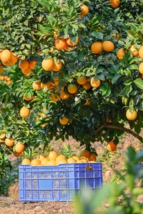 柑橘栽培
