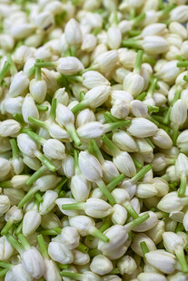 清新茉莉花