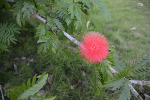 枝头的艳红绒球状花朵