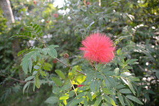 艳丽朱缨花绽放绿叶间