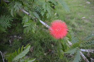枝头的艳丽红绒球花朵