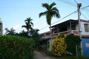 乡村小屋旁的绿植与棕榈树