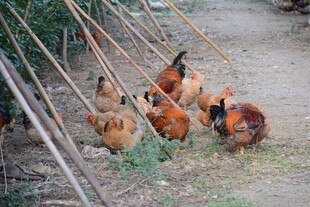 户外散养的一群鸡