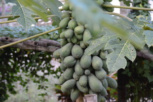 树上的青木瓜果实累累