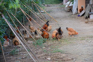 乡村小道上的散养鸡群