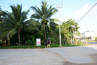 热带街道旁的高大椰子树