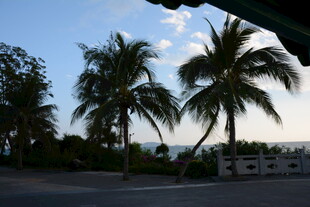 路边椰树与远处海景