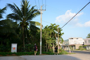 乡村路旁的椰子树风景