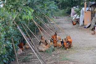 乡村小道上的觅食鸡群