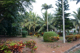 热带园林景观绿植美景