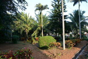 热带园林景观 绿植繁茂