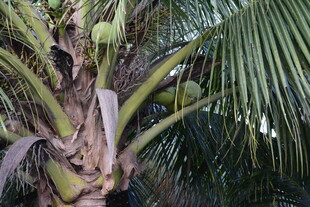 棕榈树树干及繁茂枝叶