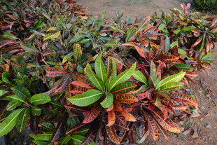 多彩叶片植物景观