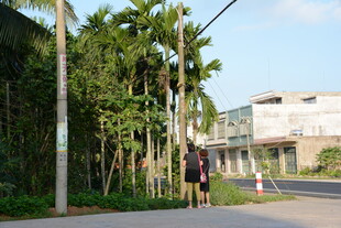 行人漫步于绿树成荫街道