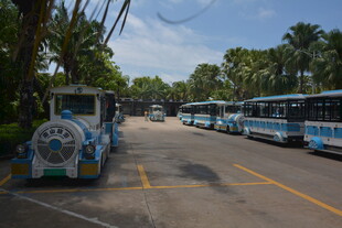 景区内的特色观光车队列