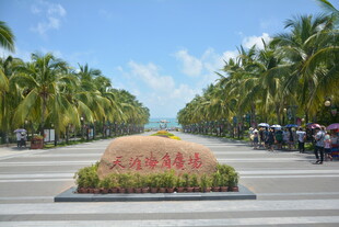 椰林大道入口处的景观石