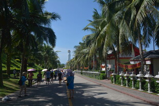 椰树下的休闲漫步之路