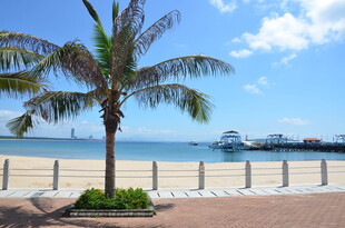 海滨椰树旁的美丽风景