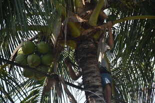 工人树上采摘椰子