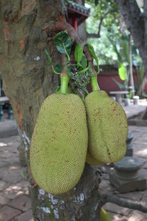 树上挂着的两个大菠萝蜜