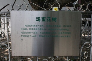 鸡蛋花树标识牌