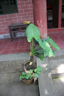 庭院角落的绿植盆栽