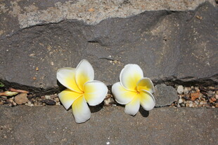 石缝中的两朵鸡蛋花