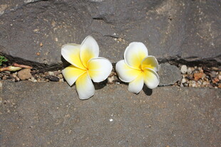 两朵鸡蛋花置于石板上