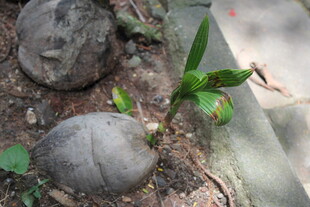 石缝中生长的嫩绿植物