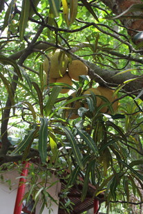 繁茂枝叶遮蔽下的景象