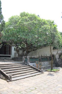 古朴庭院台阶与葱郁树木