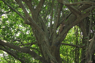 古老繁茂的大树