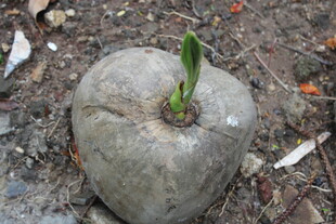 萌芽的生命奇迹