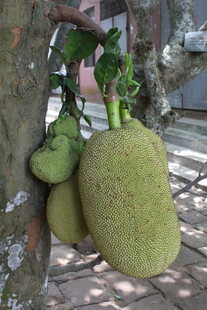 树上的硕大菠萝蜜果实