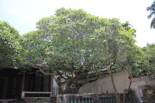 古树下的老旧建筑