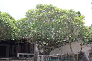 古老大树倚傍陈旧建筑