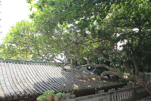 古建旁繁茂大树景观