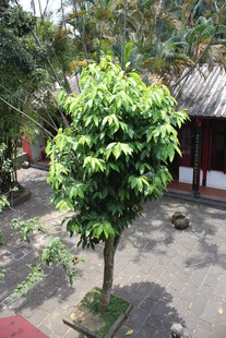 庭院中的翠绿小树