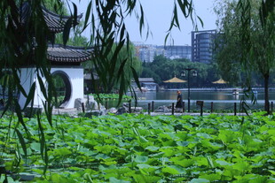 公园风景 