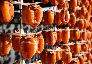 晾晒中的诱人柿饼