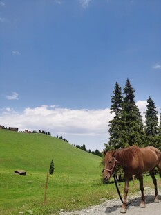 草原骏马悠然伫立