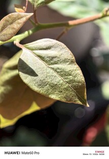 特写 黄绿相间的植物叶片