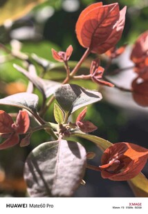 红色叶片植物特写
