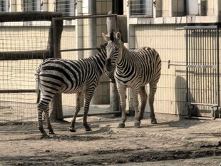 围栏边的斑马群