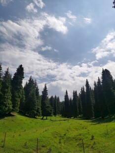 绿野松林间的蓝天白云