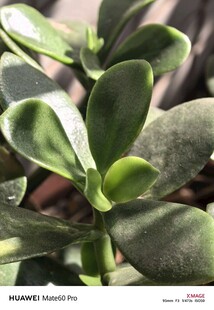 翠绿饱满的多肉植物特写