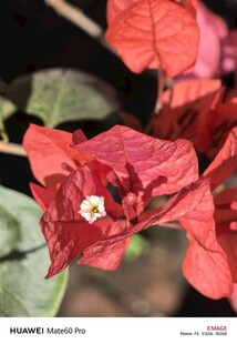 娇艳三角梅绽放