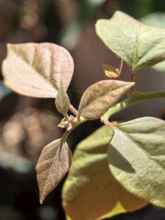 带枯叶的绿色植物枝叶
