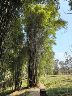 林间小径 漫步清幽竹林