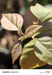 嫩绿植物叶片特写